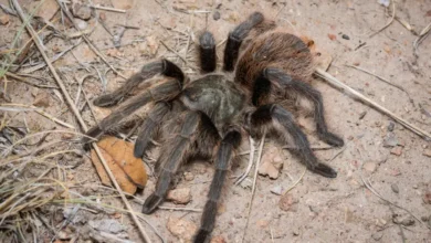 Aphonopelma parvum