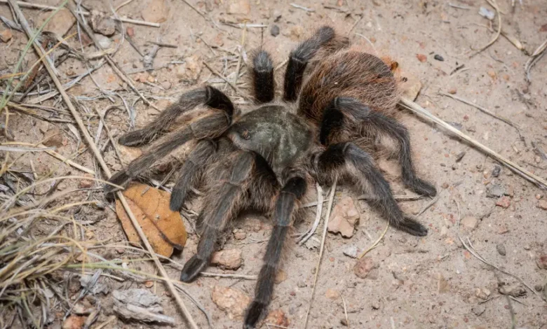 Aphonopelma parvum