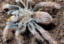 Aphonopelma peloncillo