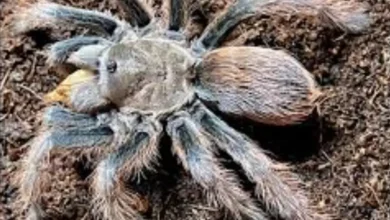 Aphonopelma peloncillo