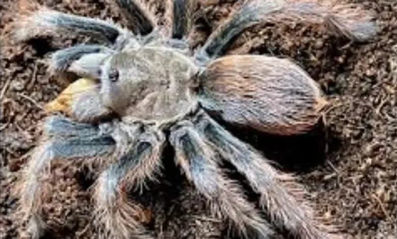 Aphonopelma peloncillo