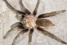 Aphonopelma platnicki