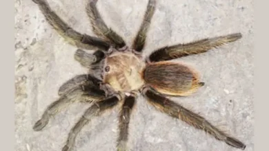 Aphonopelma platnicki