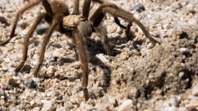 Aphonopelma prenticei