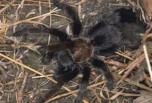 Aphonopelma prosoicum