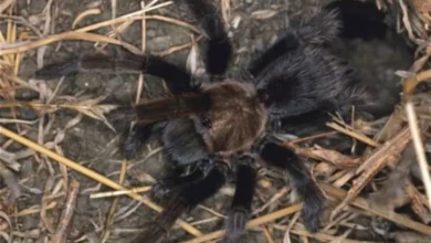 Aphonopelma prosoicum