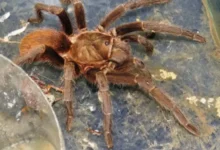 Aphonopelma ruedanum