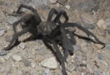 Aphonopelma saguaro