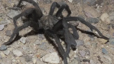 Aphonopelma saguaro