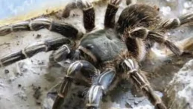 Aphonopelma seemanni