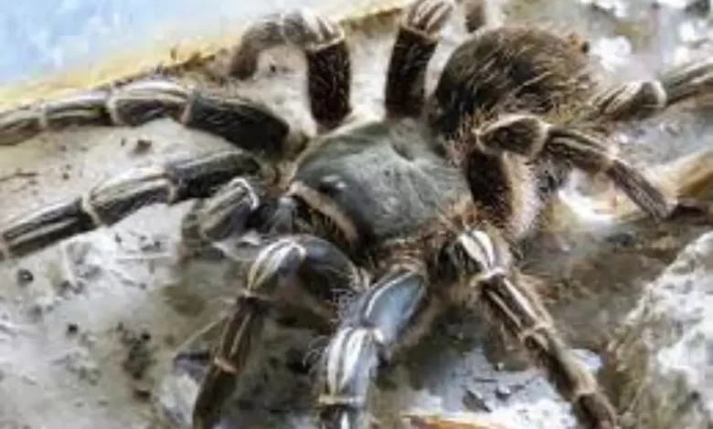 Aphonopelma seemanni