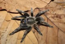 Aphonopelma seemanni