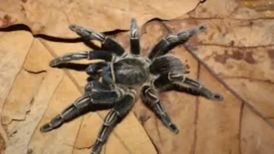 Aphonopelma seemanni