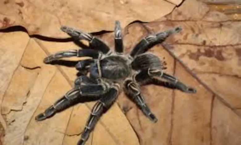 Aphonopelma seemanni