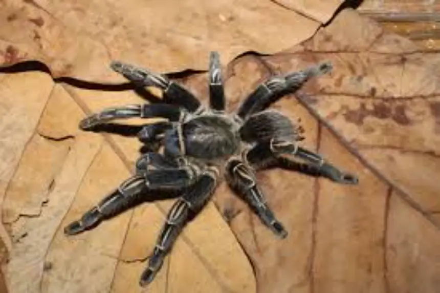 Aphonopelma seemanni