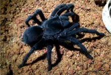 Aphonopelma steindachneri