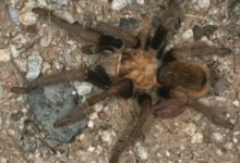 Aphonopelma superstitionense