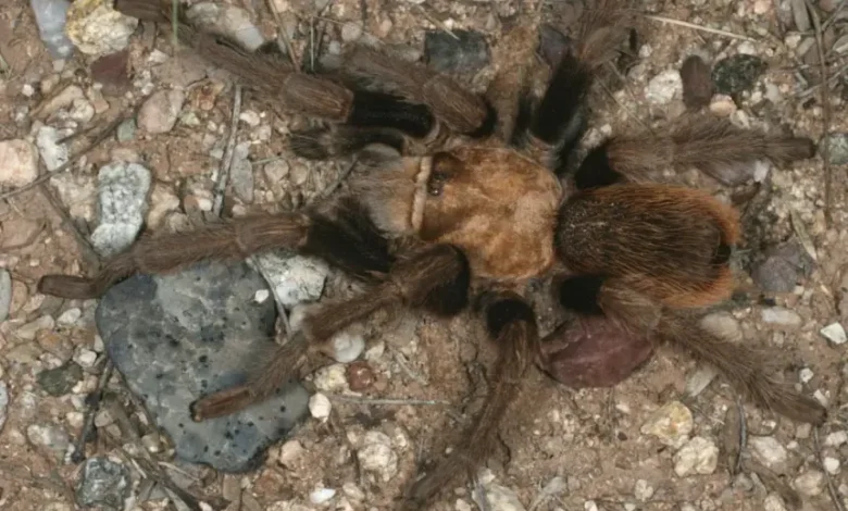 Aphonopelma superstitionense