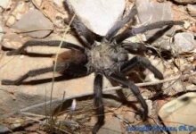 Aphonopelma vorhiesi