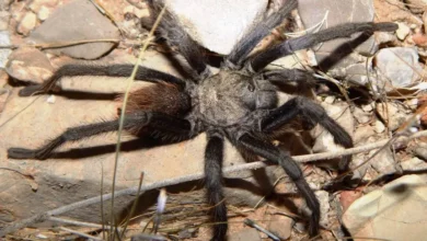 Aphonopelma vorhiesi