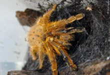 Aphonopelma xanthochromum