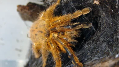 Aphonopelma xanthochromum