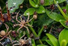 Arácnido (Spider)