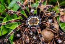 Are tarantulas and spiders two different creatures?