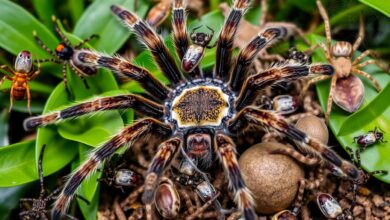 Are tarantulas and spiders two different creatures?