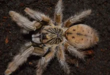 Augacephalus ezendami