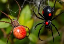 Australian Redback spider vs Black Widow
