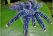 Avicularia Metallica (Metallic Pinktoe Tarantula)