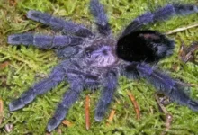 Avicularia purpurea