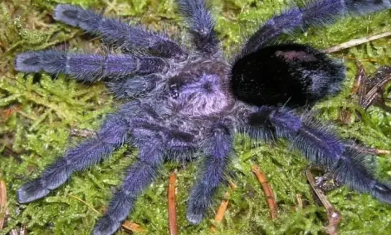 Avicularia purpurea