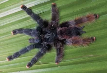 Avicularia avicularia