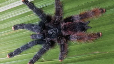 Avicularia avicularia