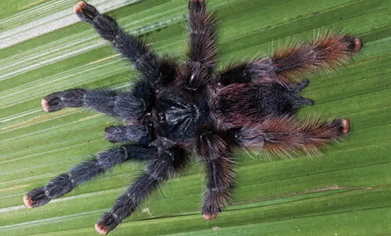 Avicularia avicularia