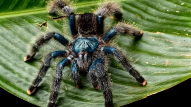 Avicularia avicularia