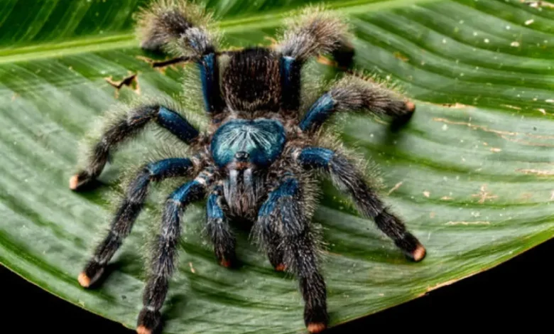 Avicularia avicularia