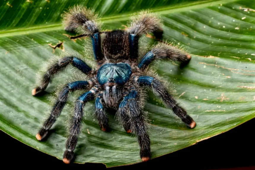 Avicularia avicularia