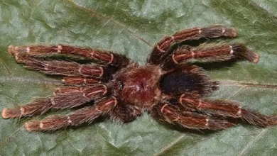 Avicularia caei