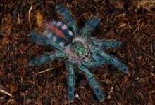 Avicularia diversipes