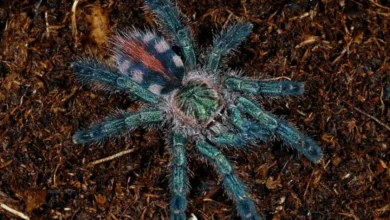 Avicularia diversipes