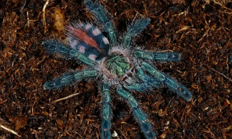 Avicularia diversipes