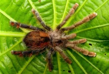 Avicularia hirschii