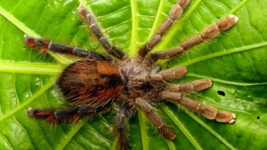 Avicularia hirschii