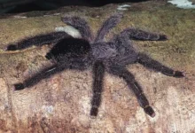 Avicularia juruensis