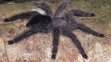 Avicularia juruensis