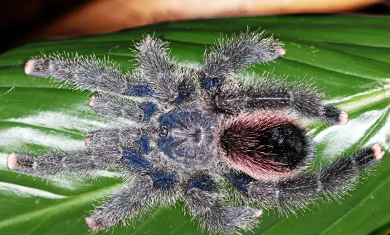 Avicularia juruensis