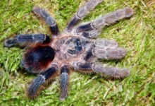 Avicularia merianae